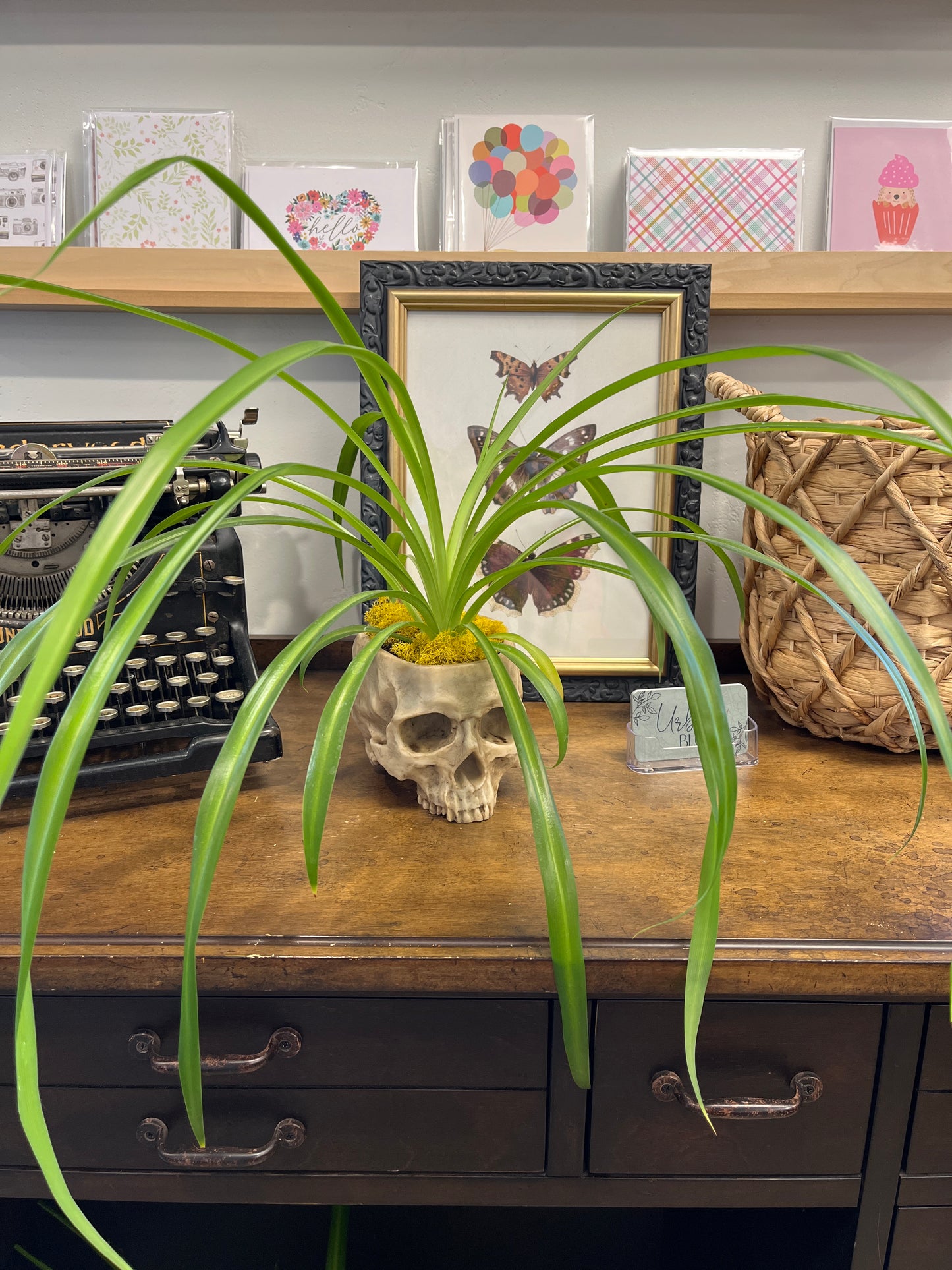 Spider Plant