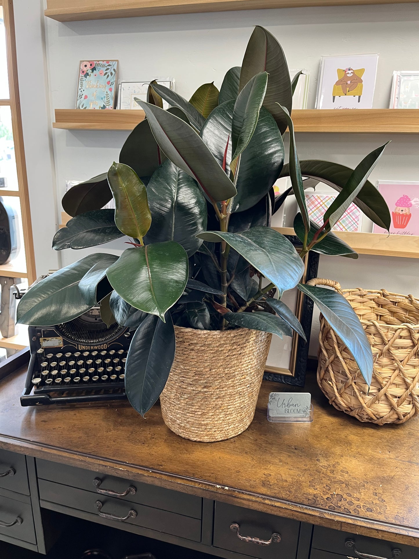 Rubber Plant