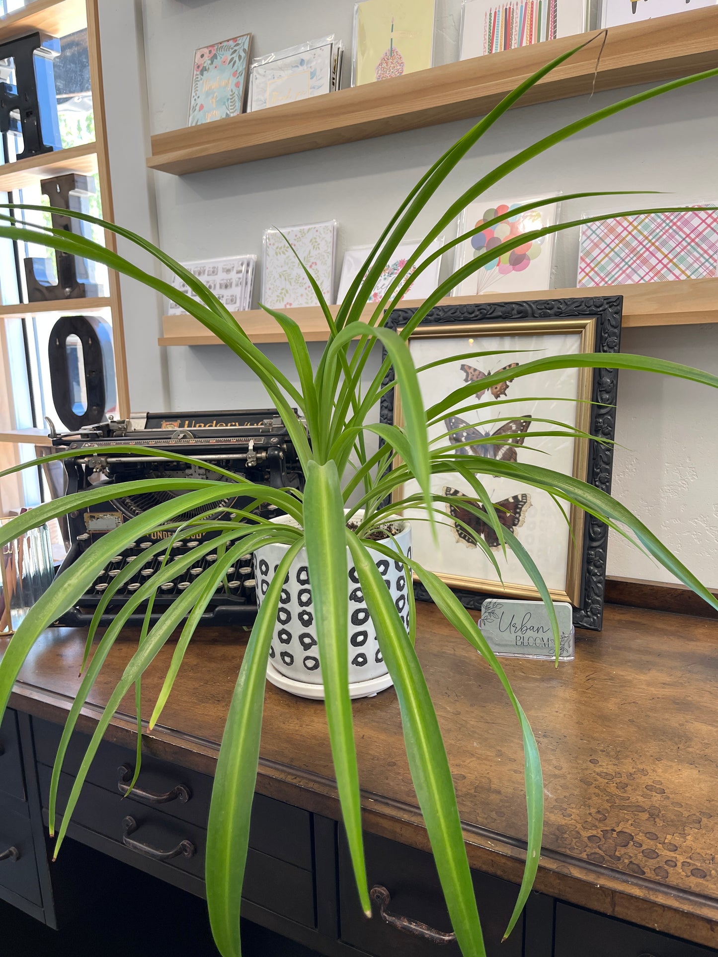 Spider Plants Variety