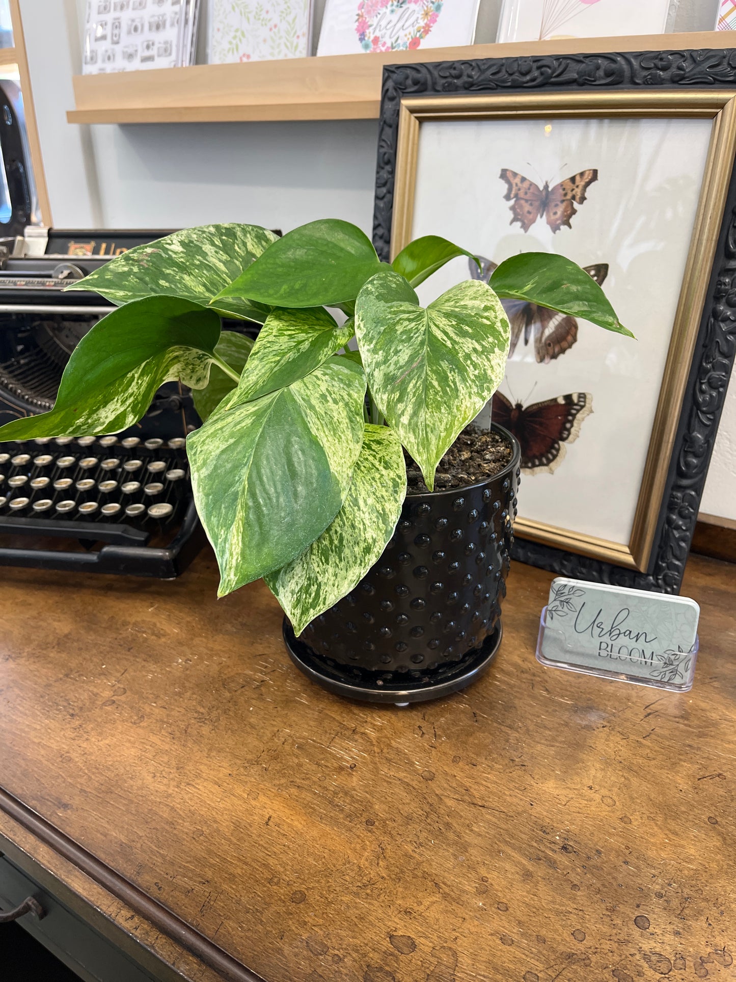 Potted Pothos