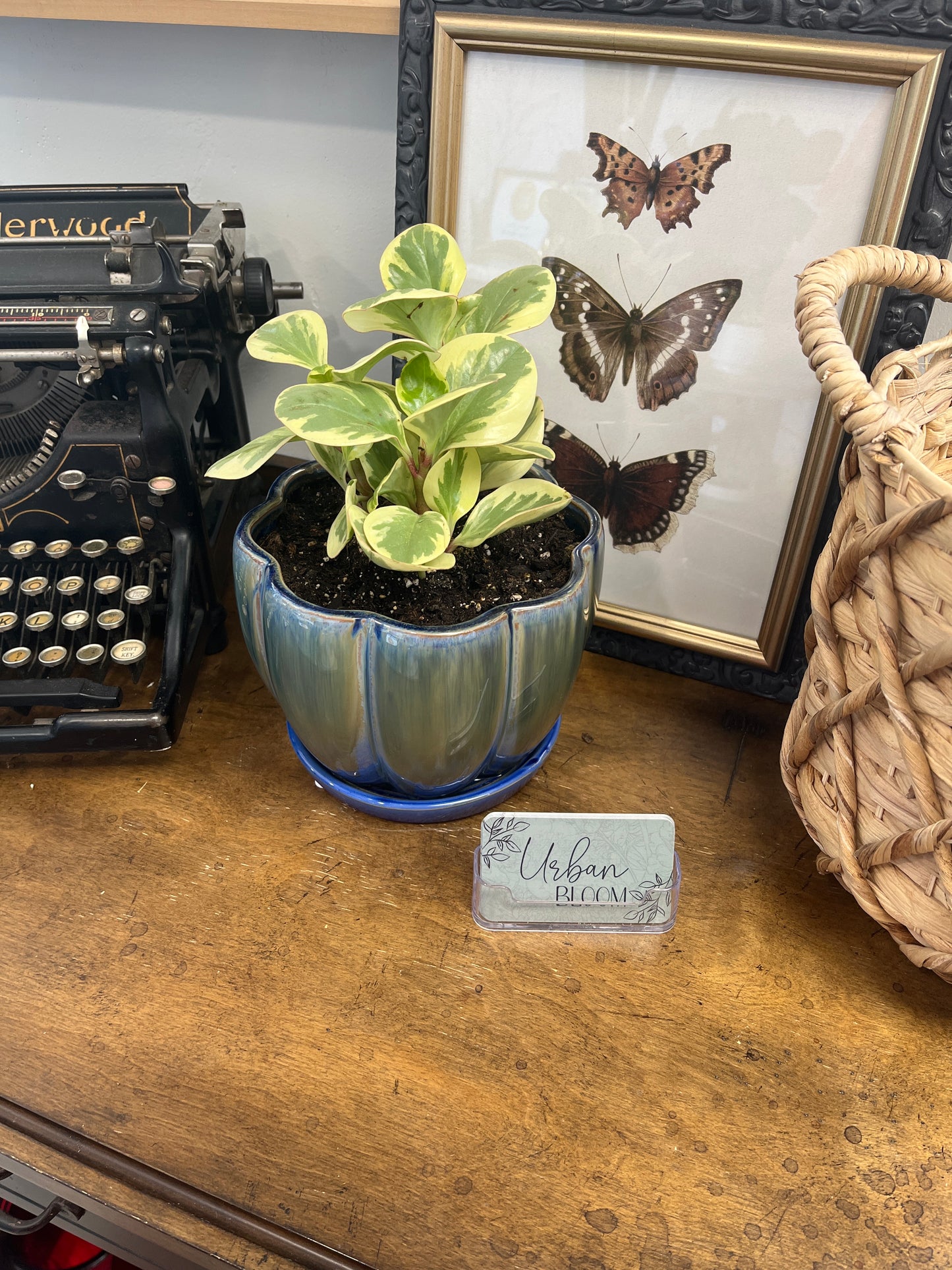 Peperomia