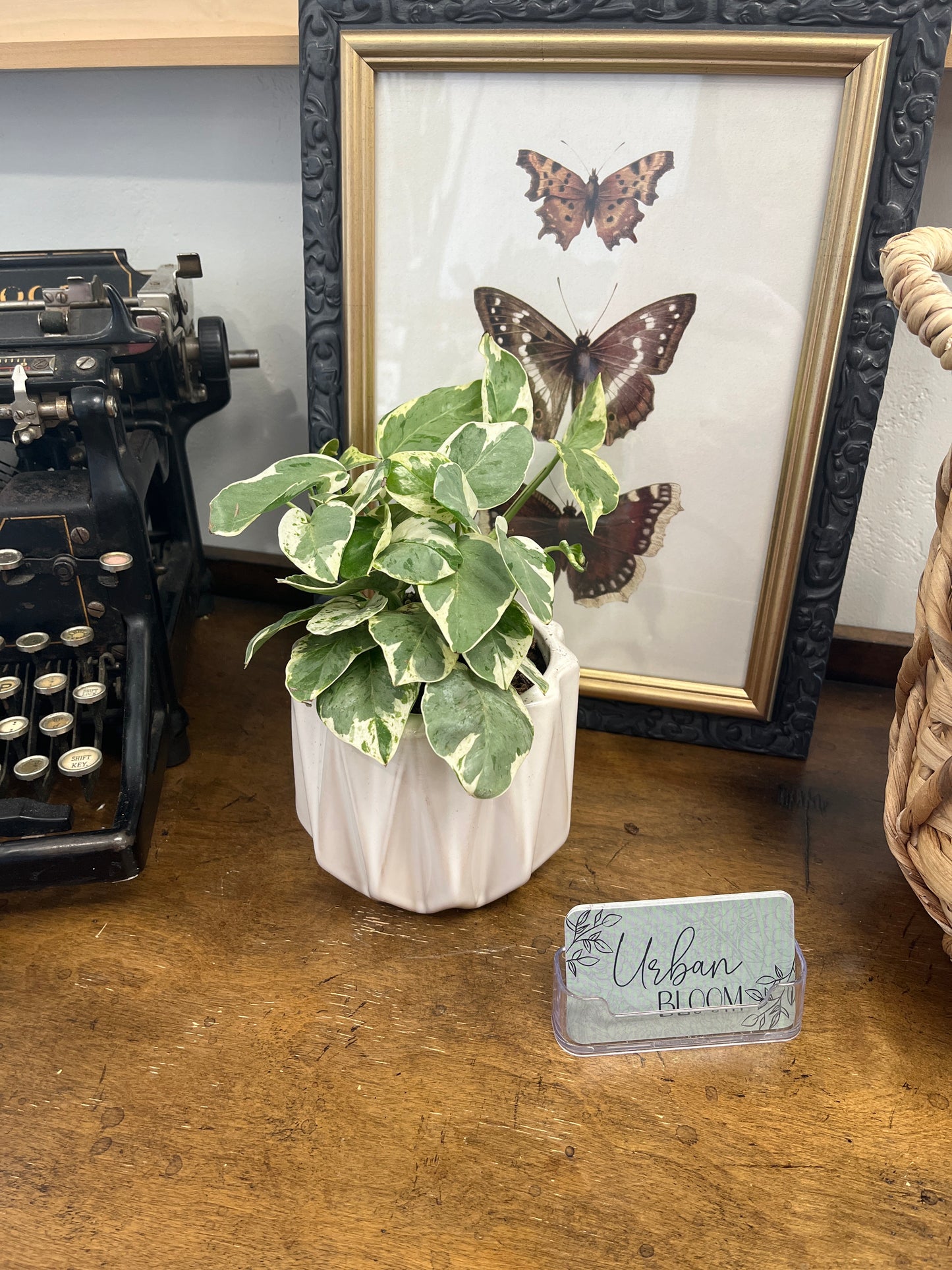 Pothos