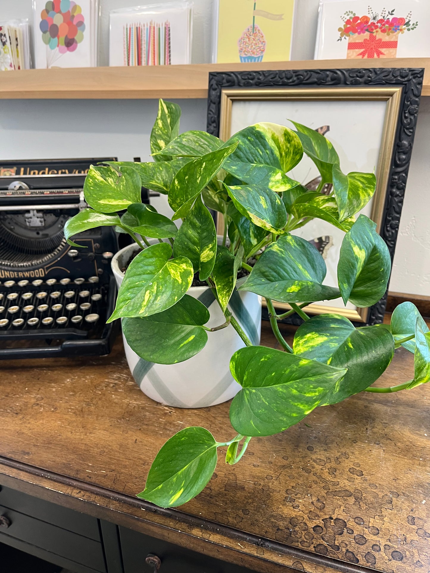 Potted Pothos