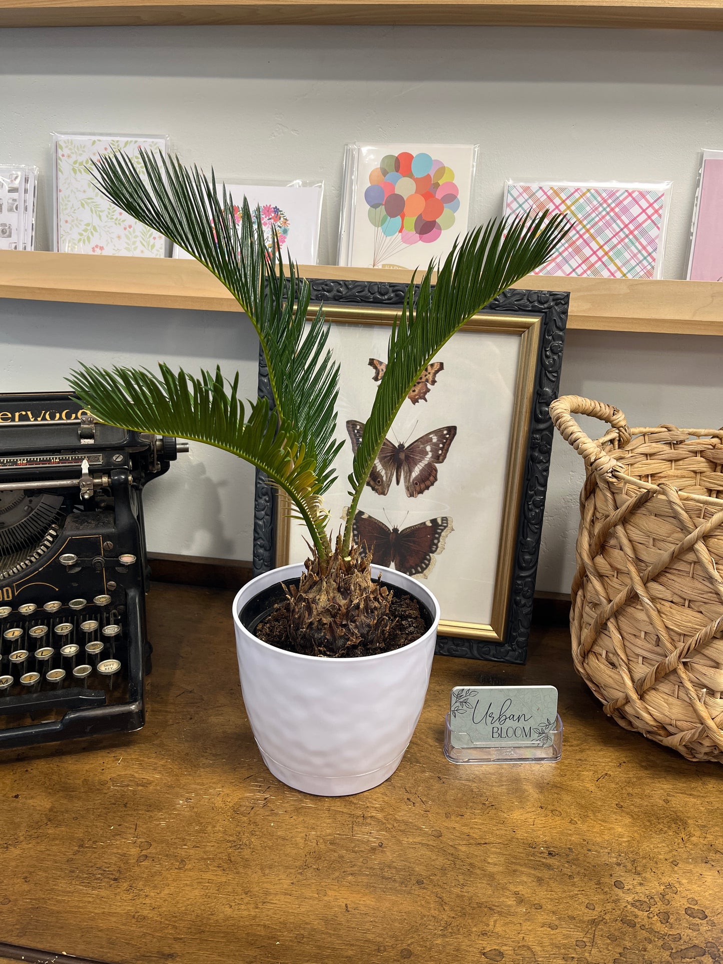 Sago Palm