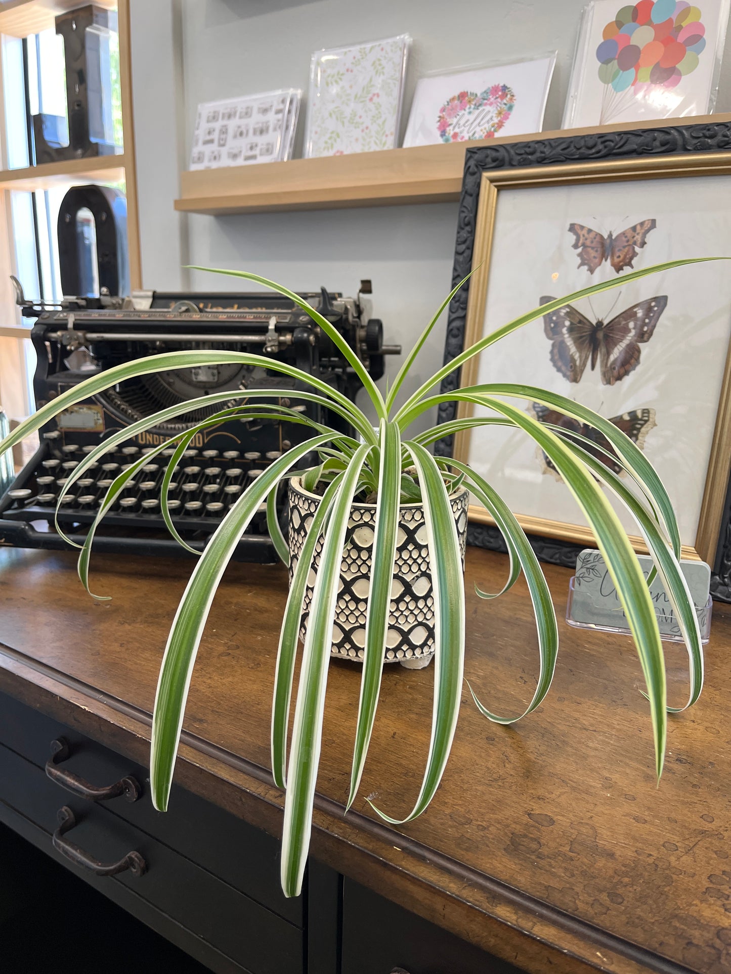 Spider Plants Variety