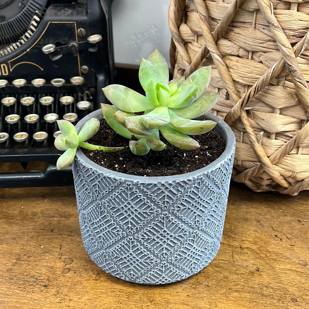 Succulents