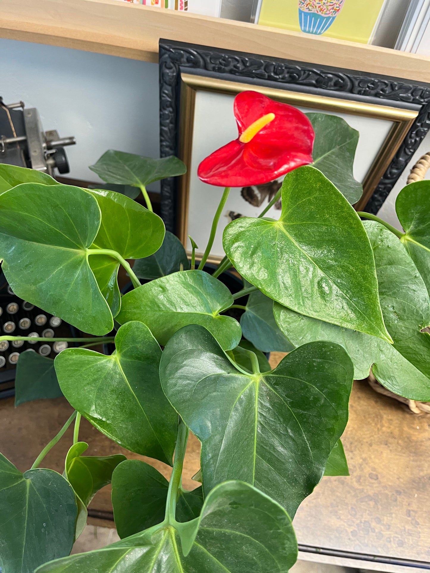 Anthurium