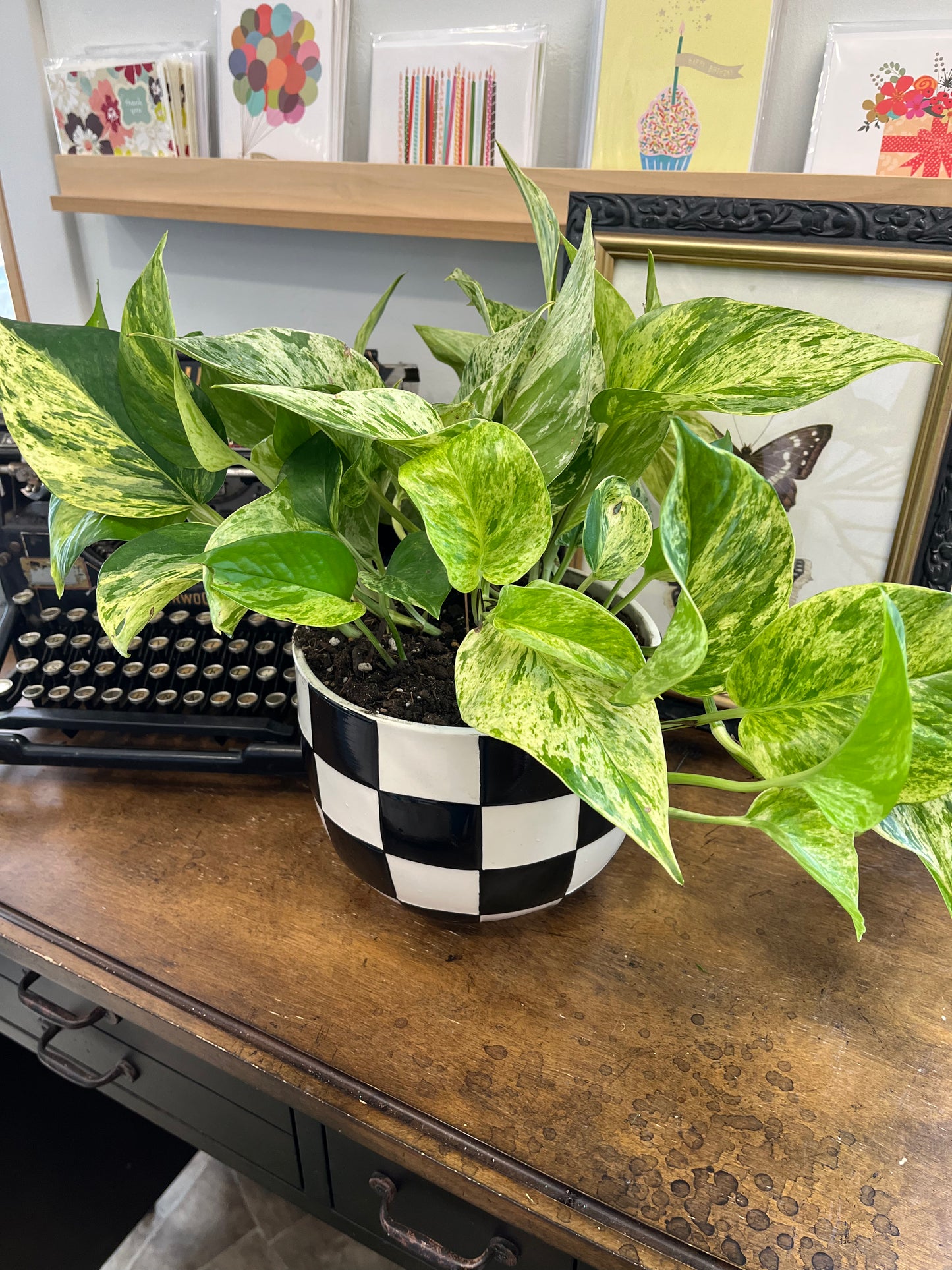 Potted Pothos