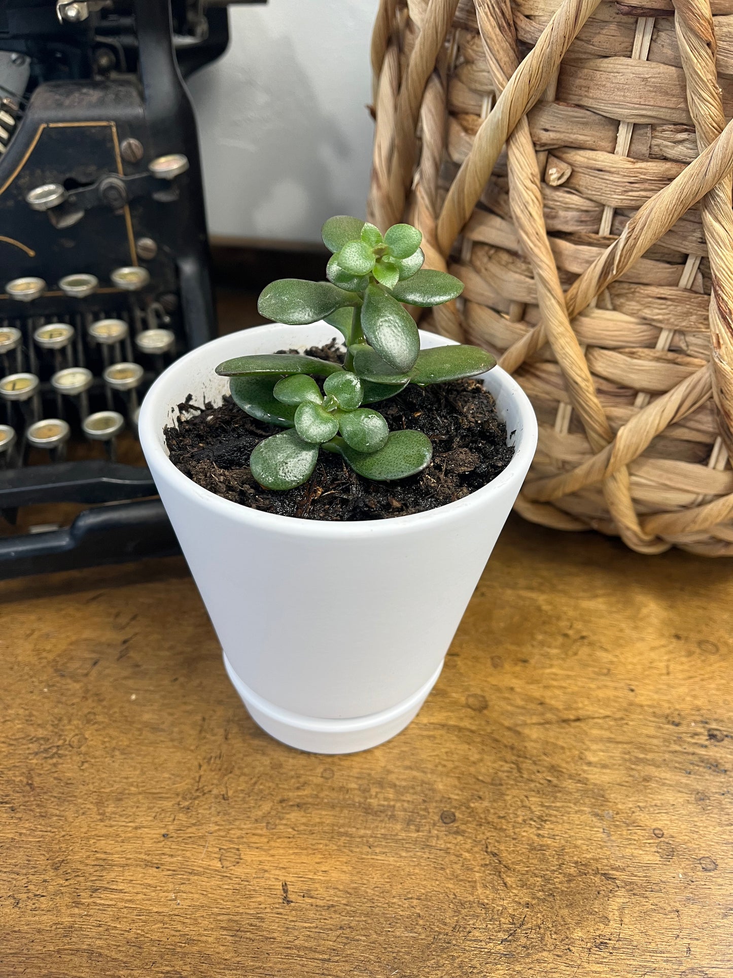 Succulent