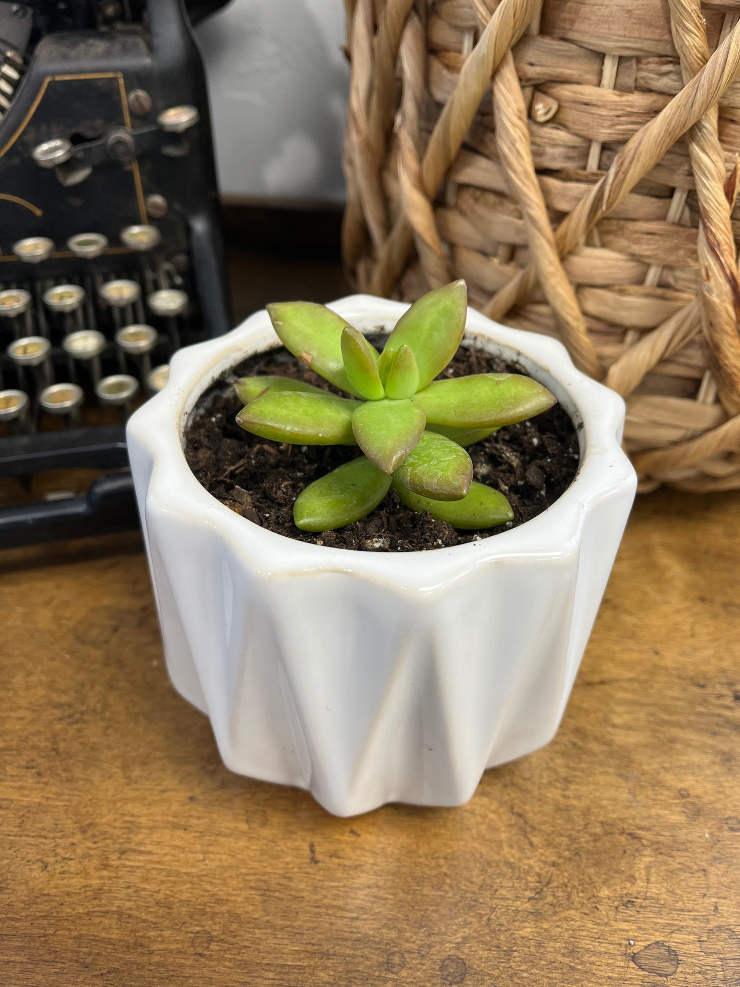 Succulents