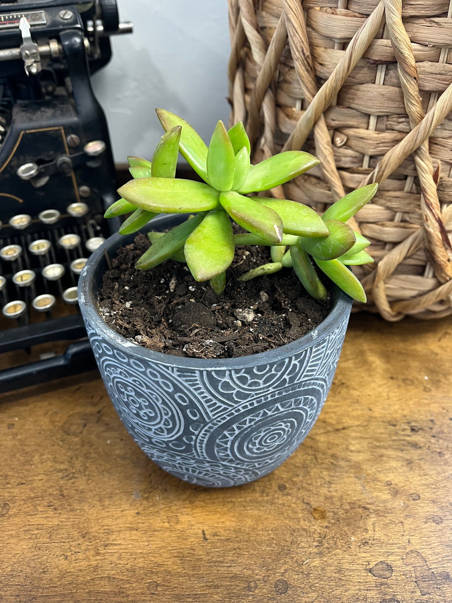 Succulents