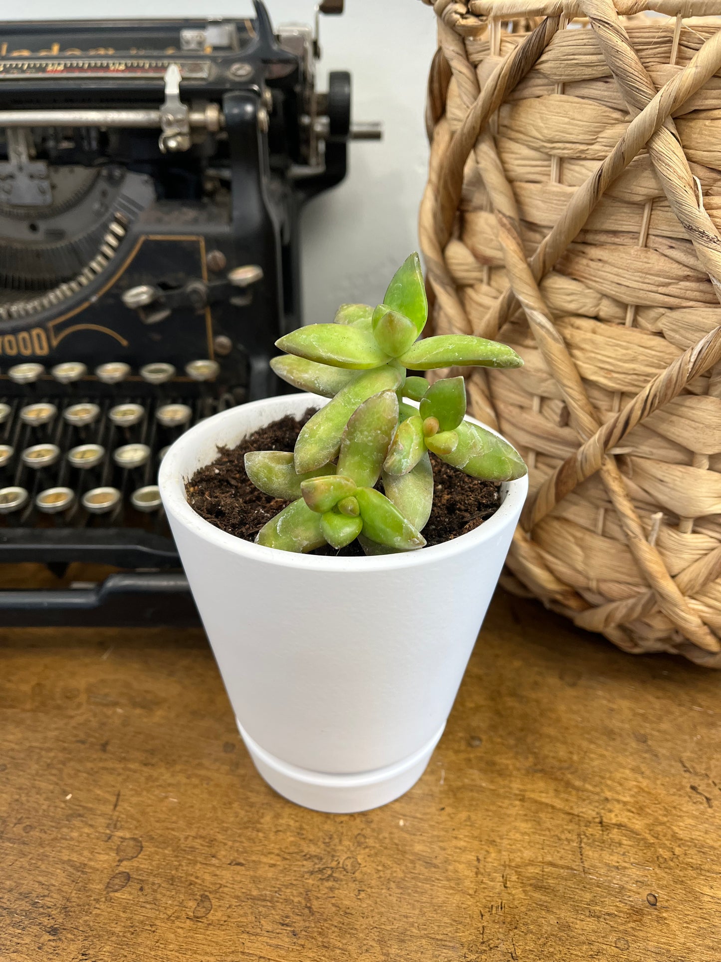 Succulent