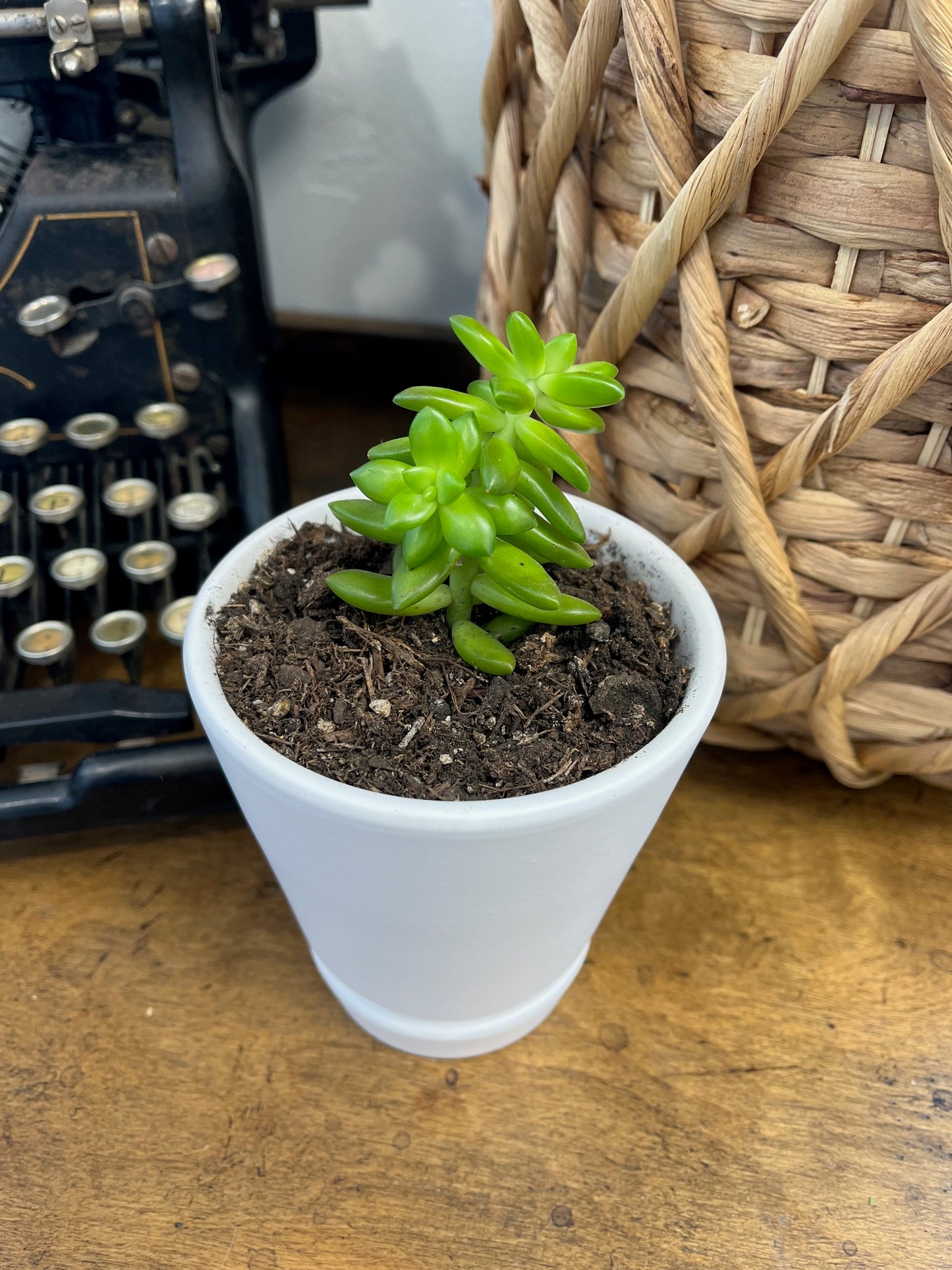 Succulent