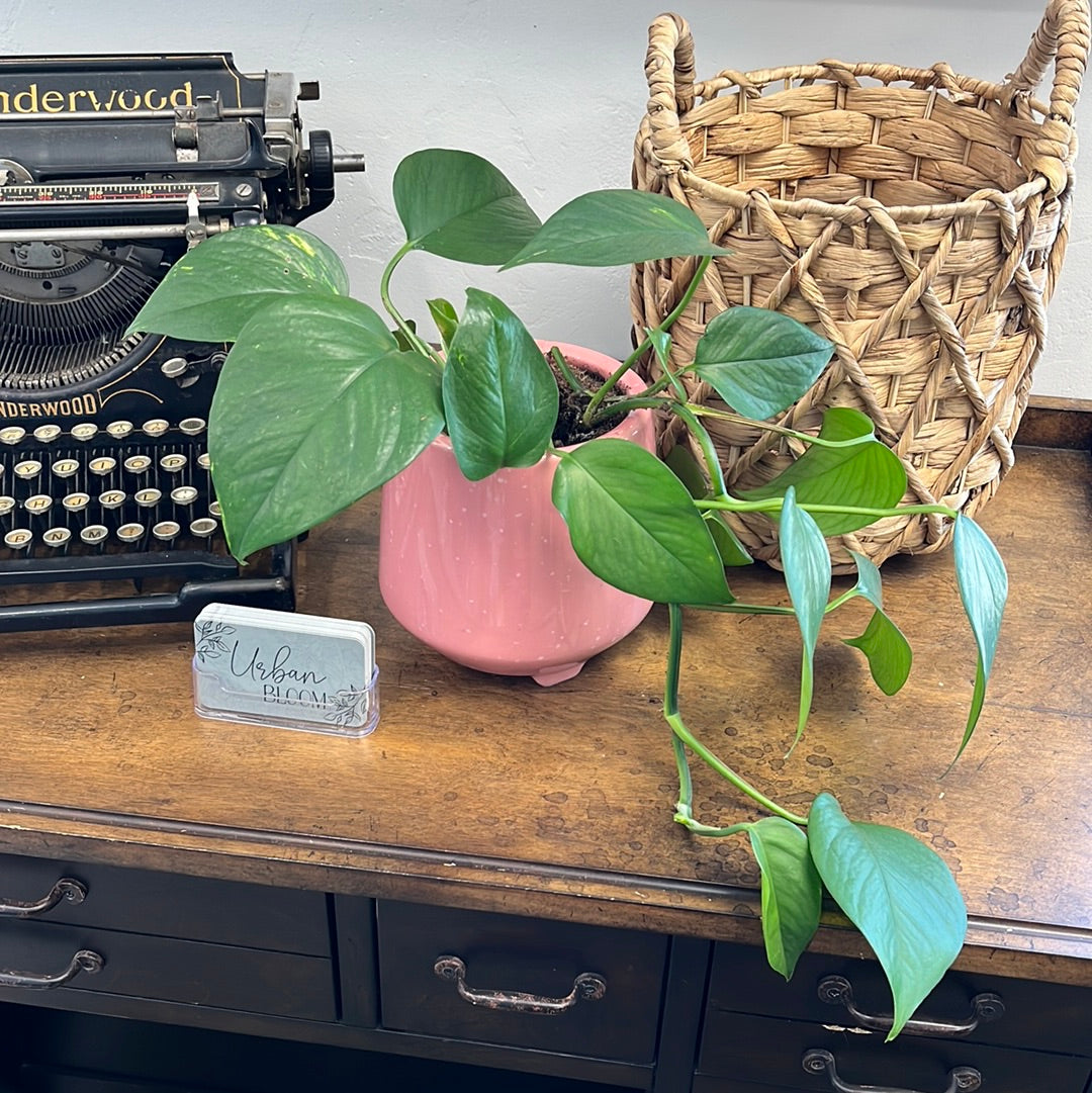 Potted Pothos