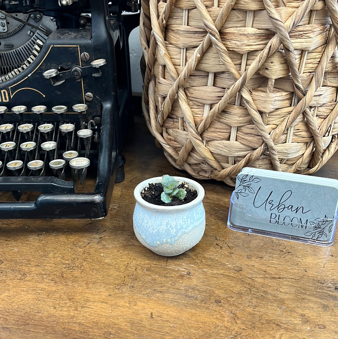 Mini potted Plants