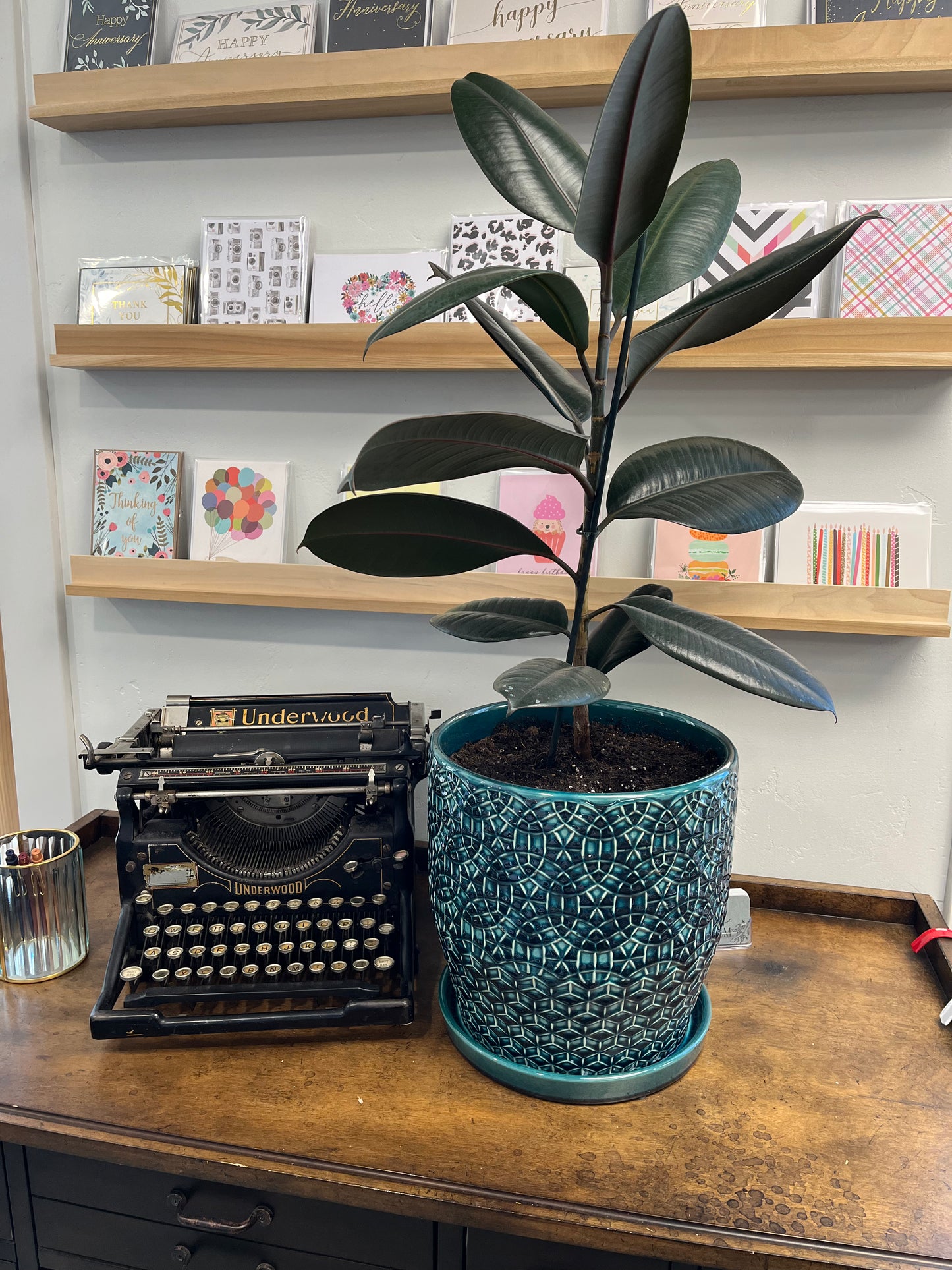 Rubber Plant