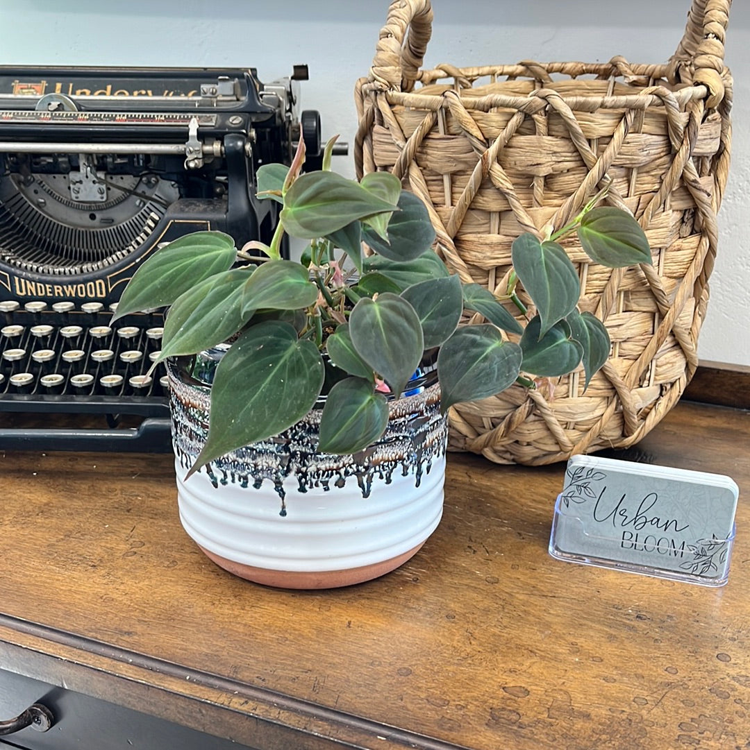 Philodendron