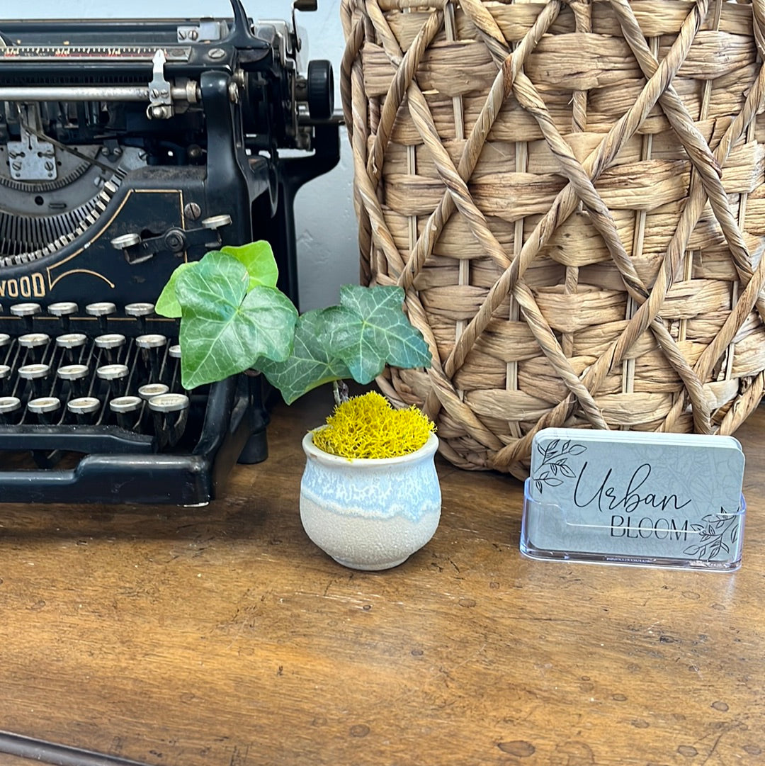 Mini potted Plants
