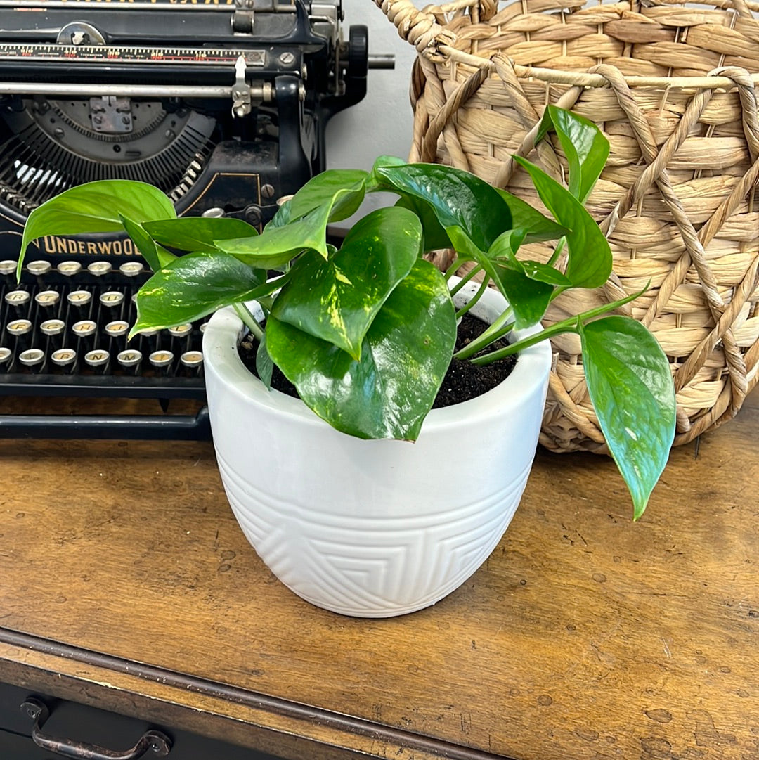 Potted Pothos