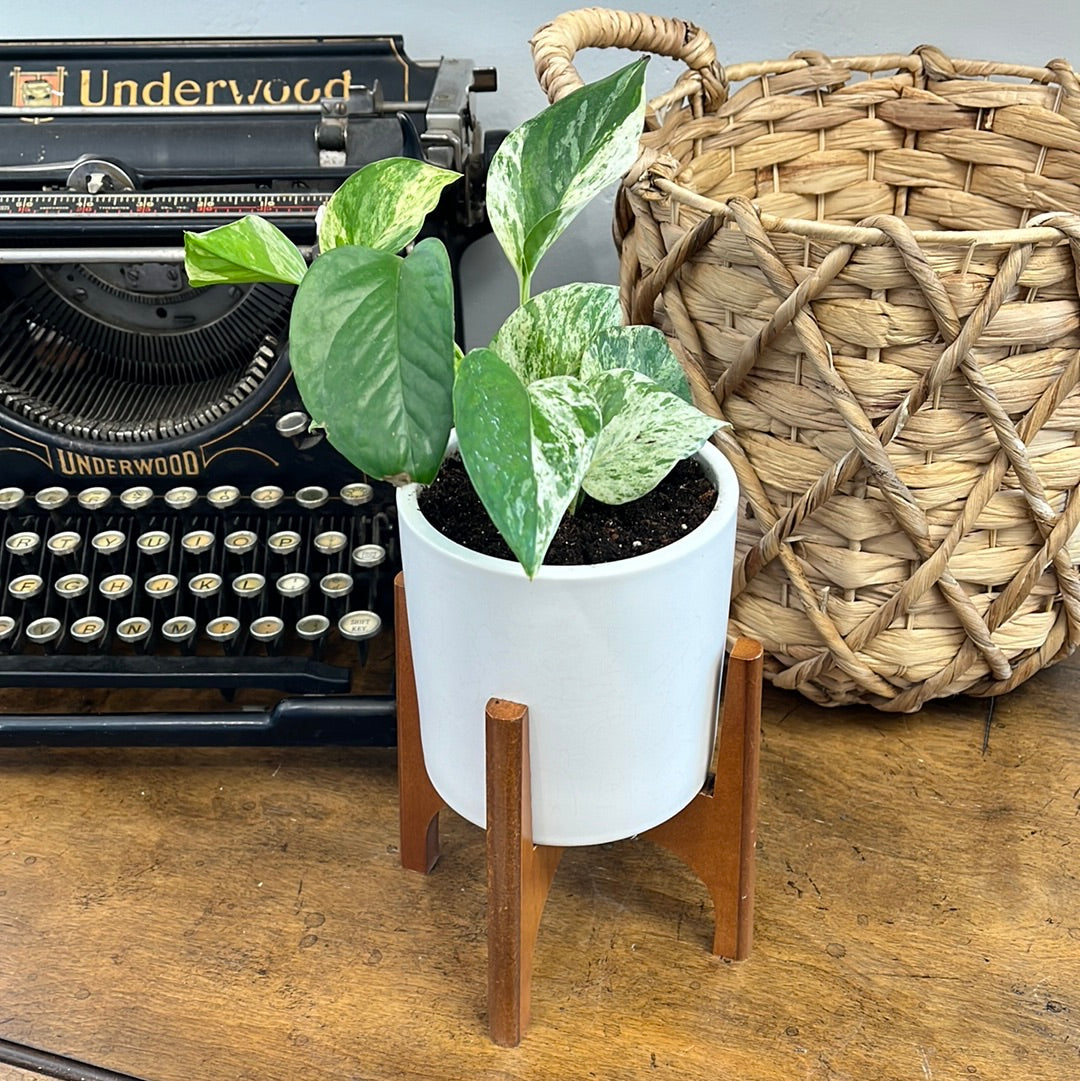 Potted Pothos