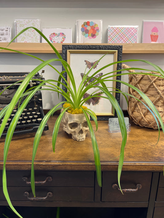 Spider Plant