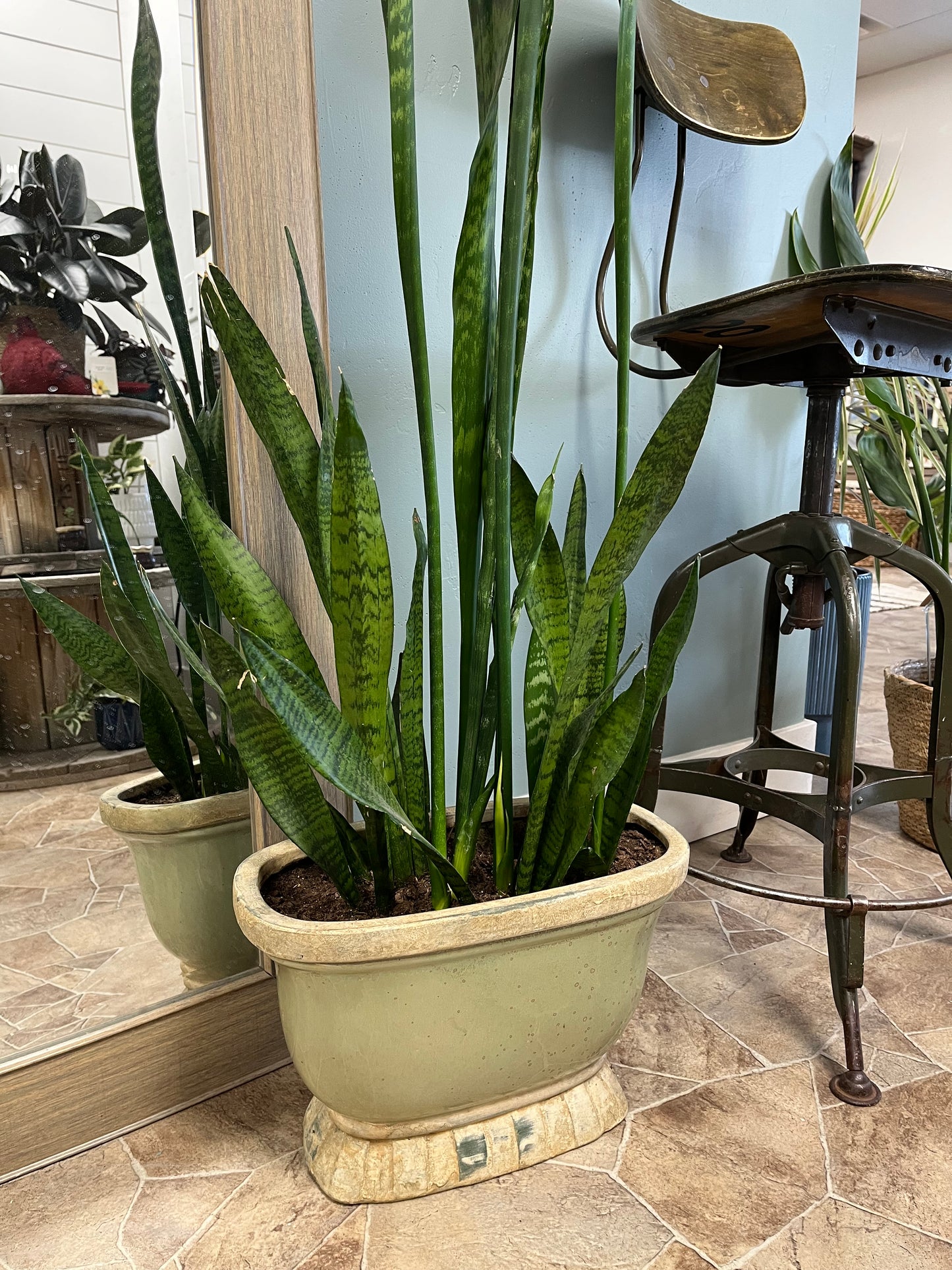 Potted Snake Plant