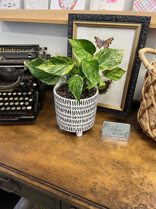 Potted Pothos