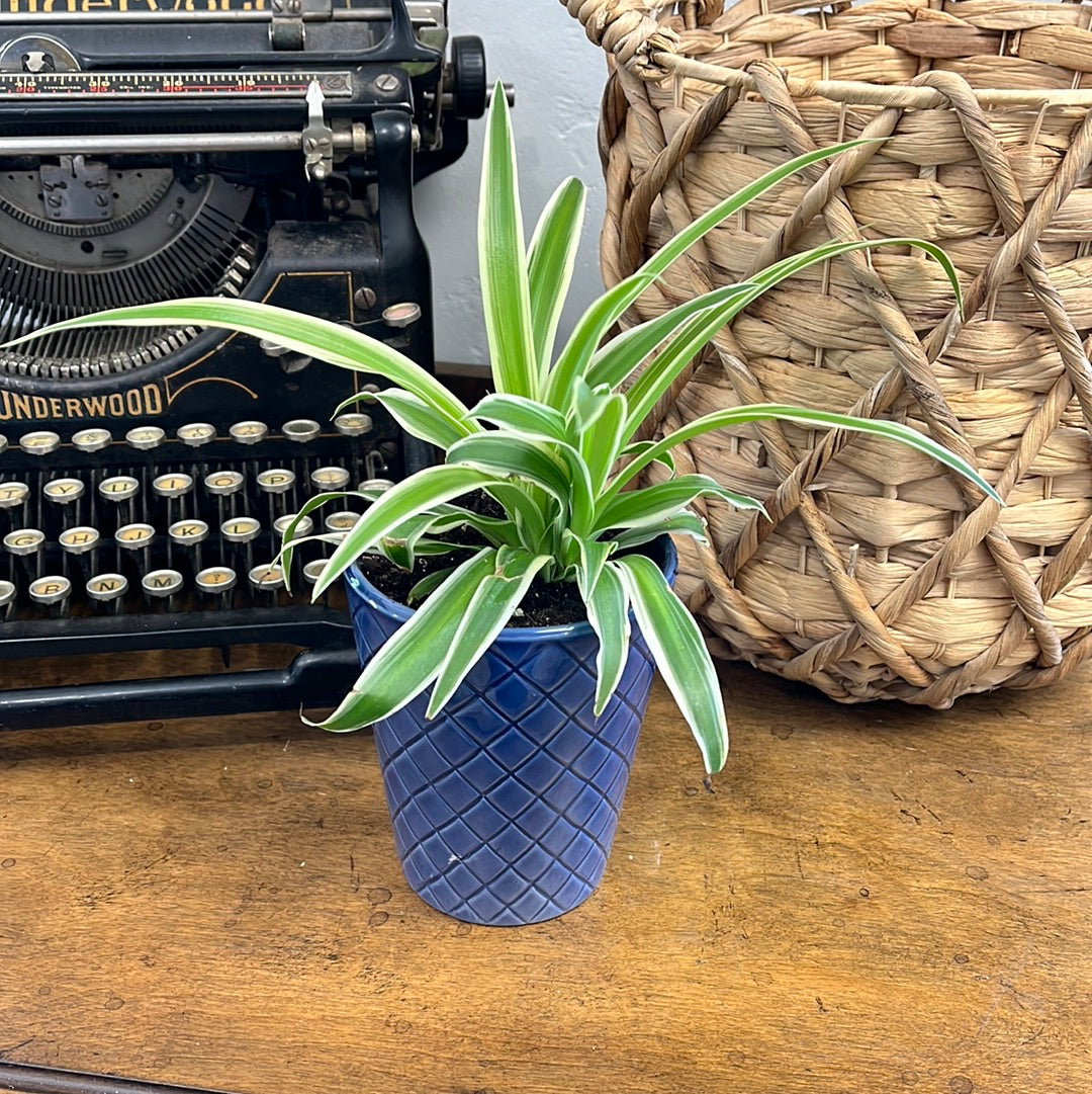 Spider Plants Variety