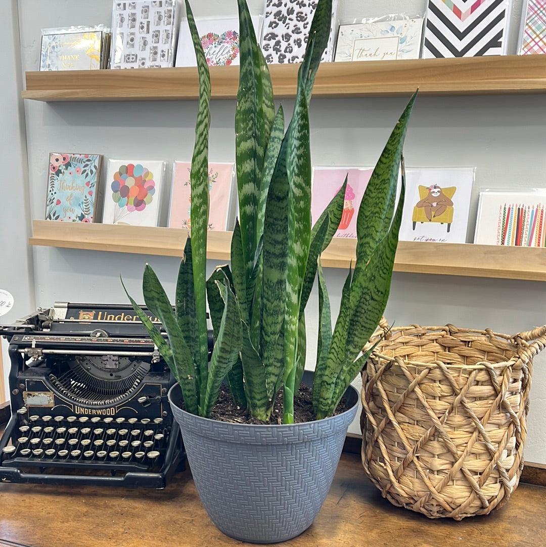 Potted Snake Plant