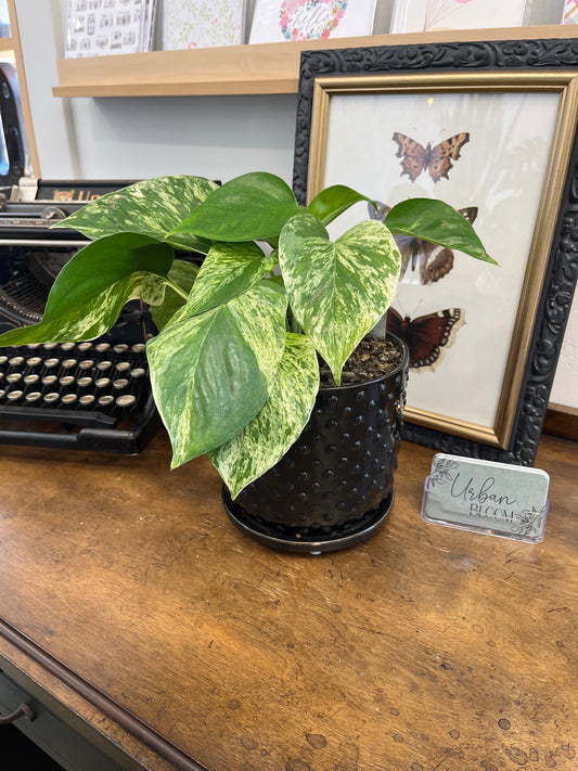 Potted Pothos