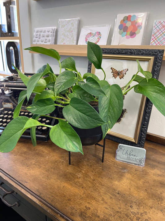 Potted Pothos