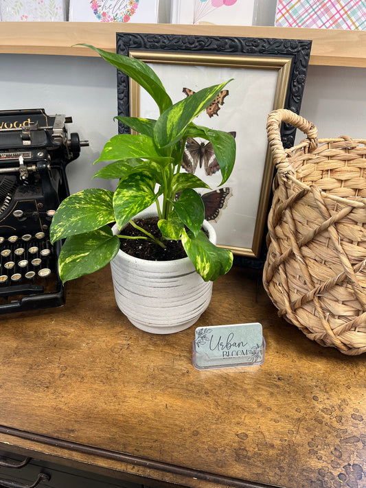 Pothos