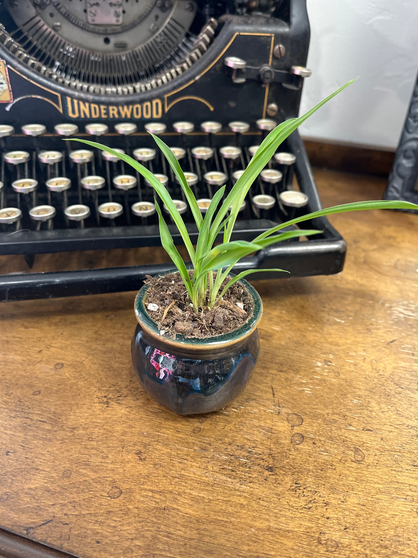 Mini potted Plants
