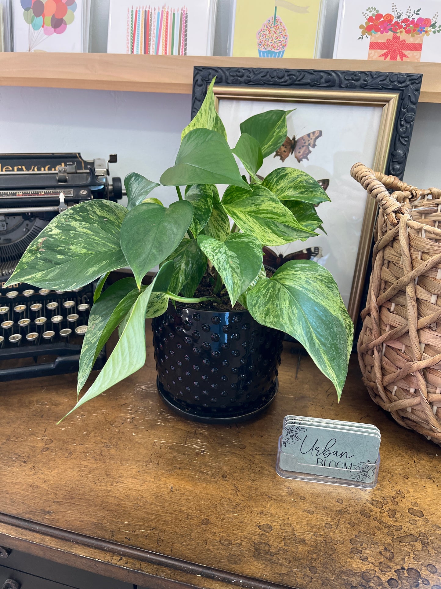 Potted Pothos