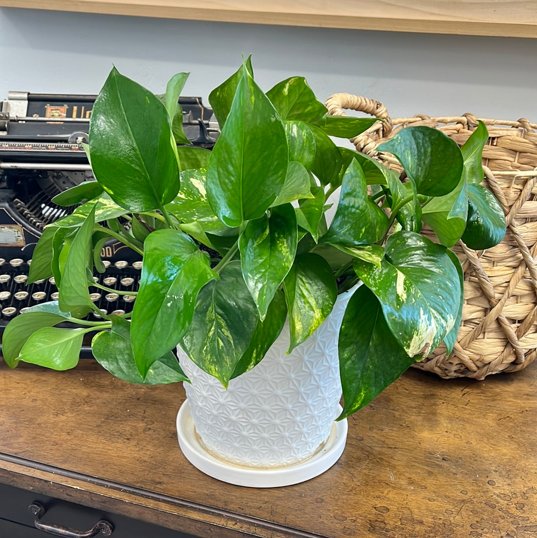 Potted Pothos