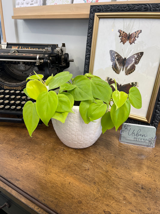 Potted Pothos