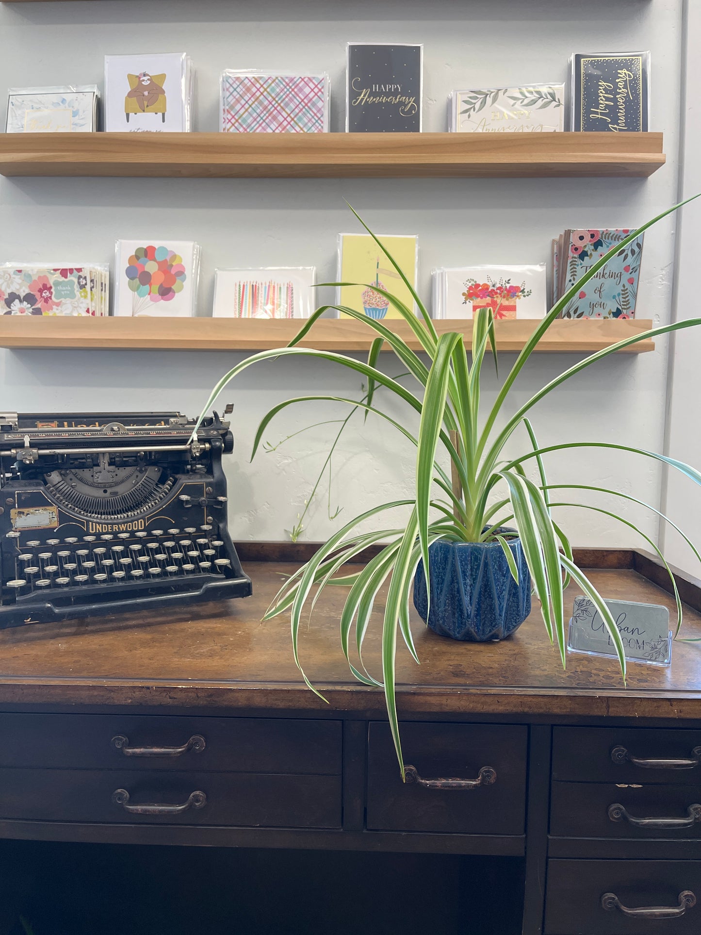 Spider Plants Variety