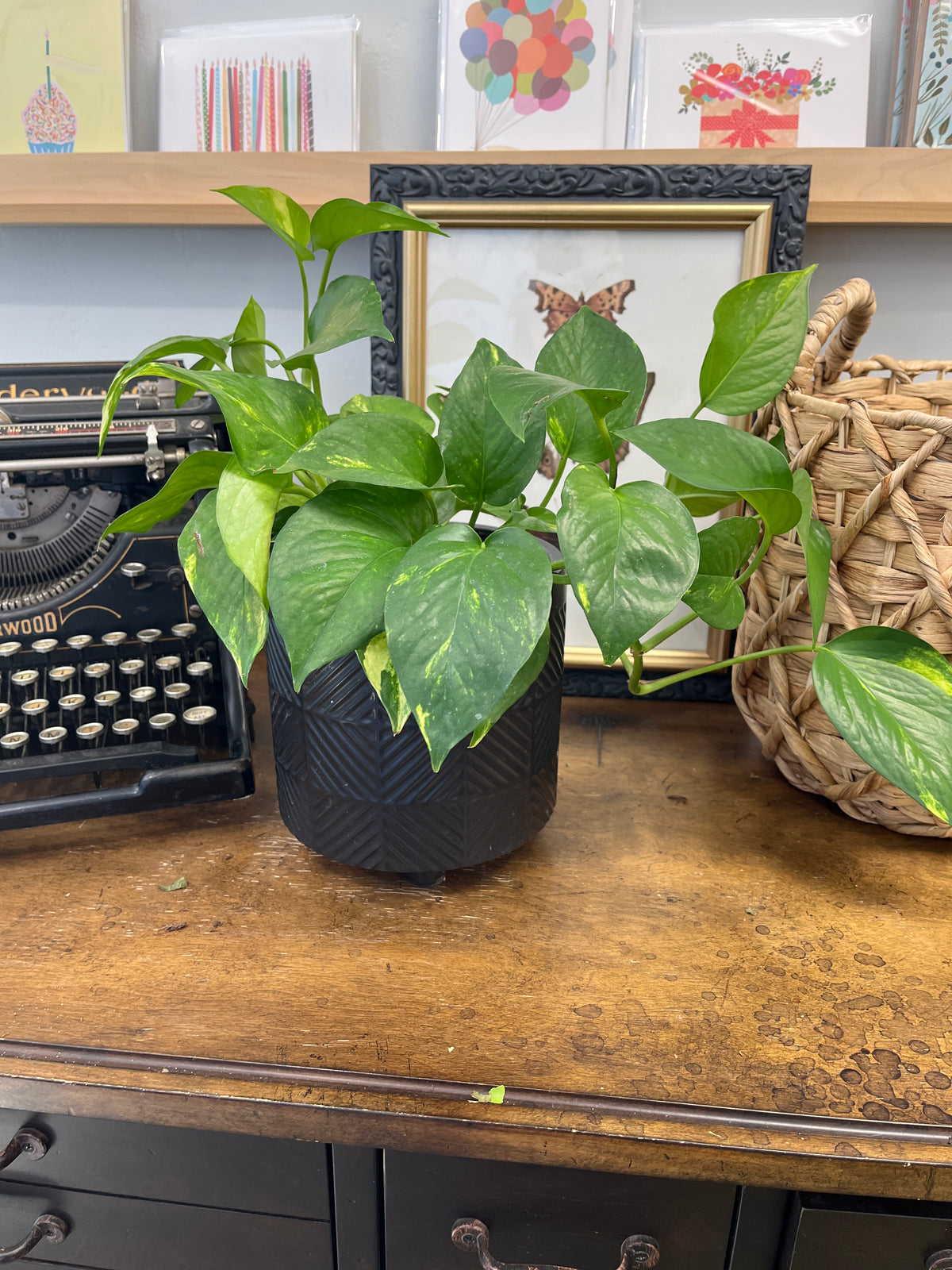Potted Pothos
