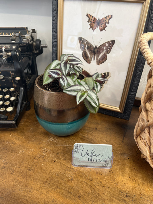 Tradescantia