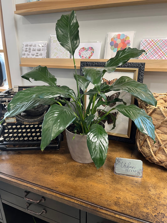 Peace Lilly