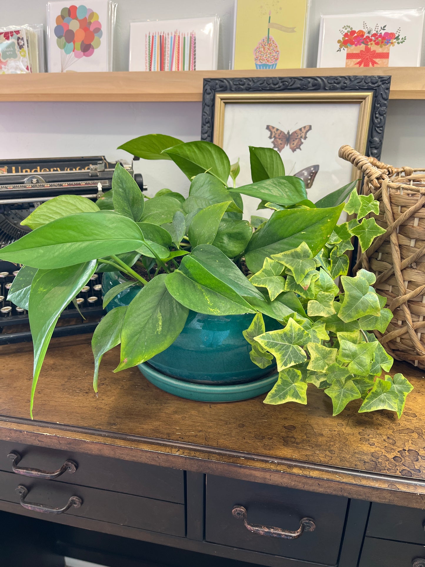 Mixed Potted Plant