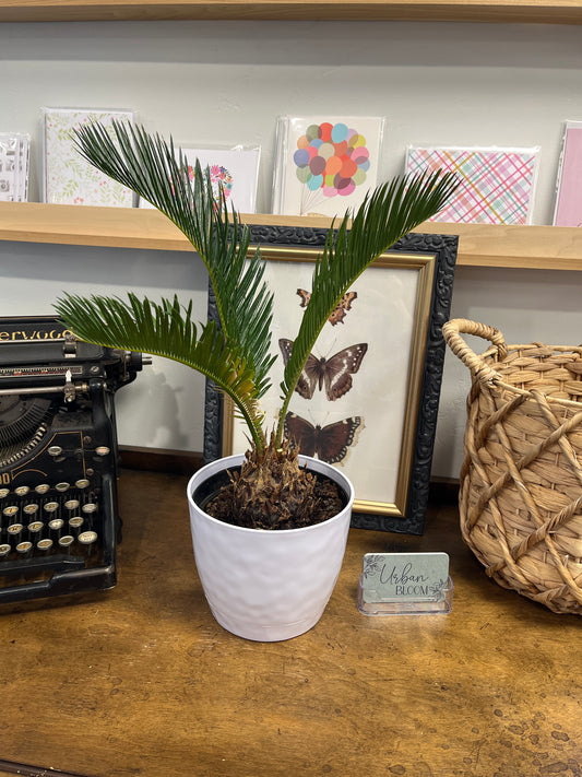 Sago Palm