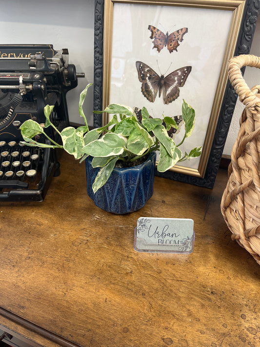Pothos