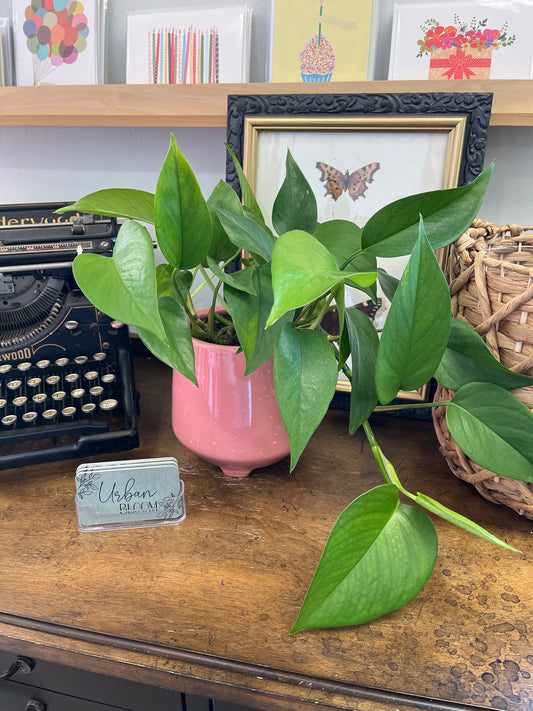 Potted Pothos