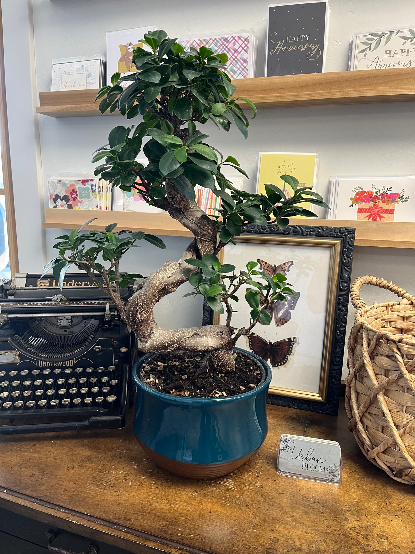Bonsai Tree