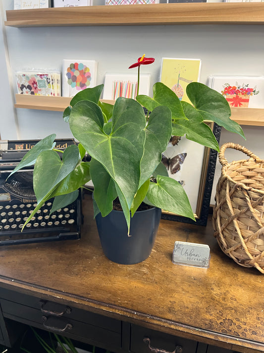 Anthurium