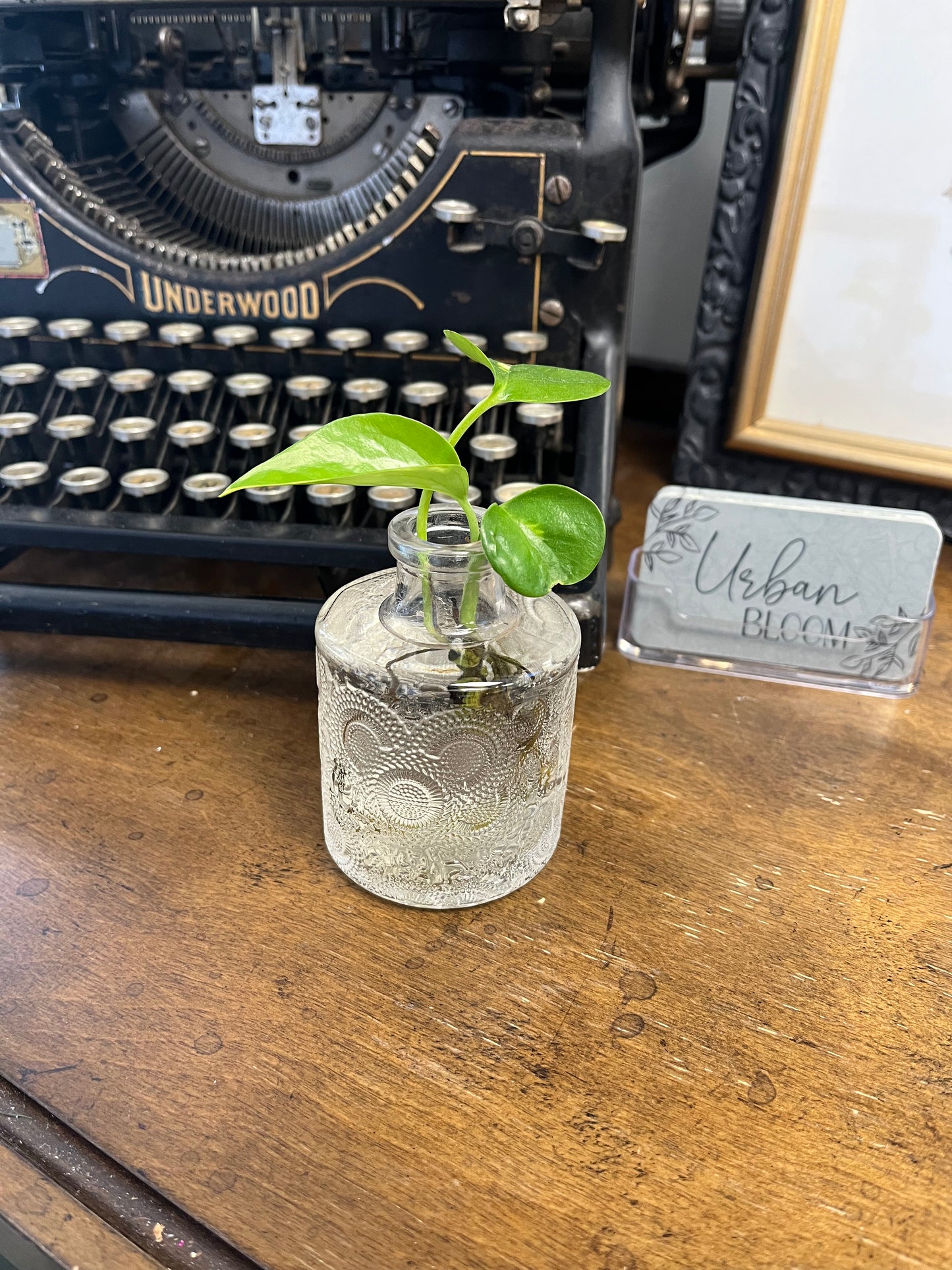 Plant Start