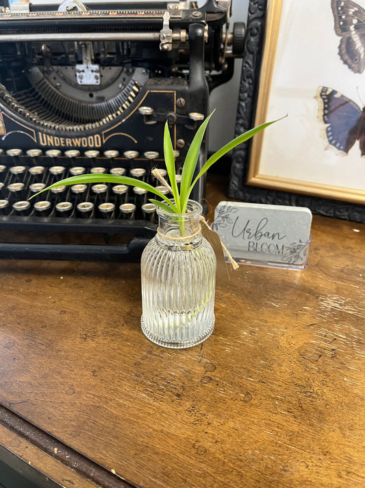 Plant Start