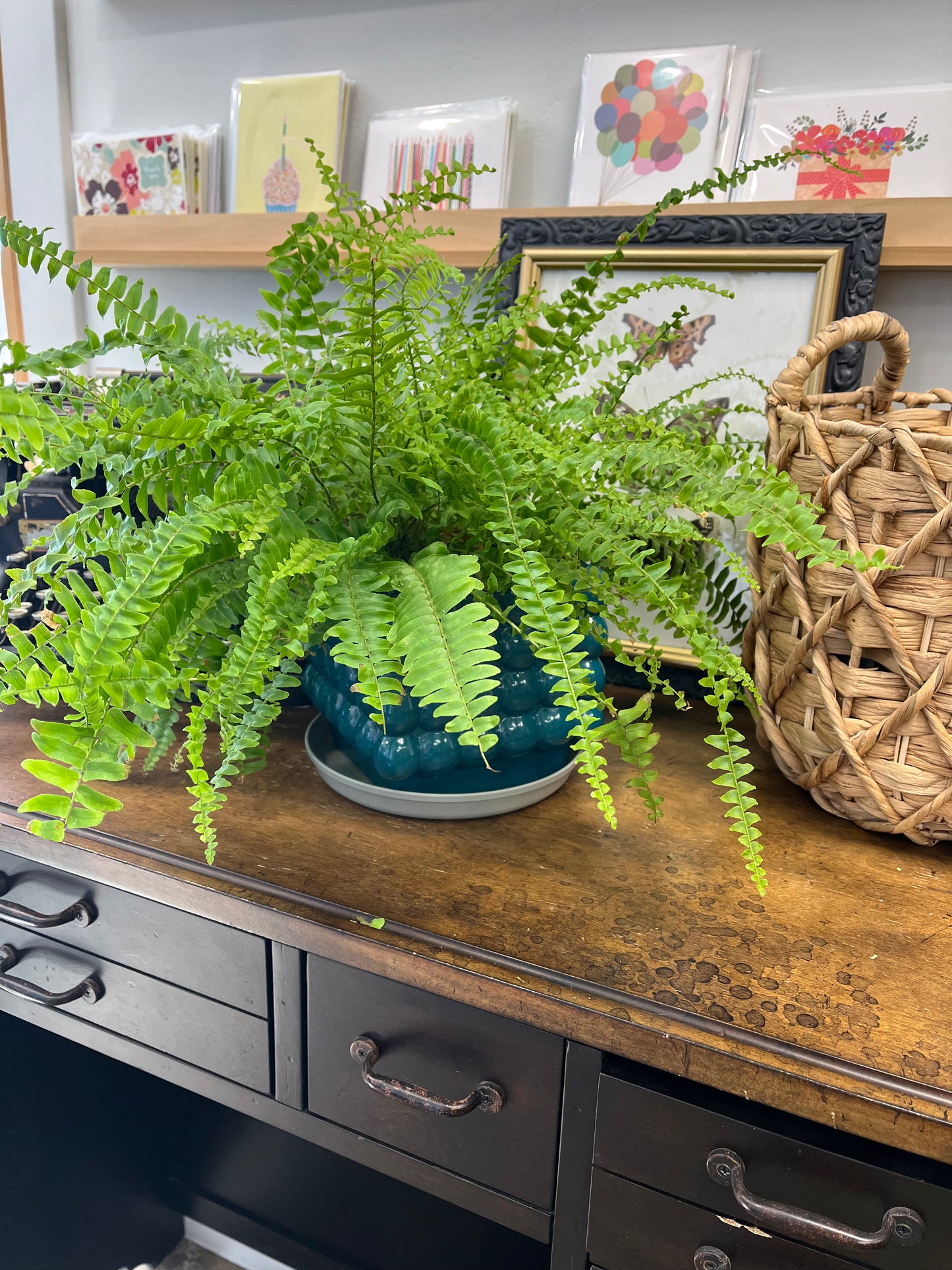 Potted Fern