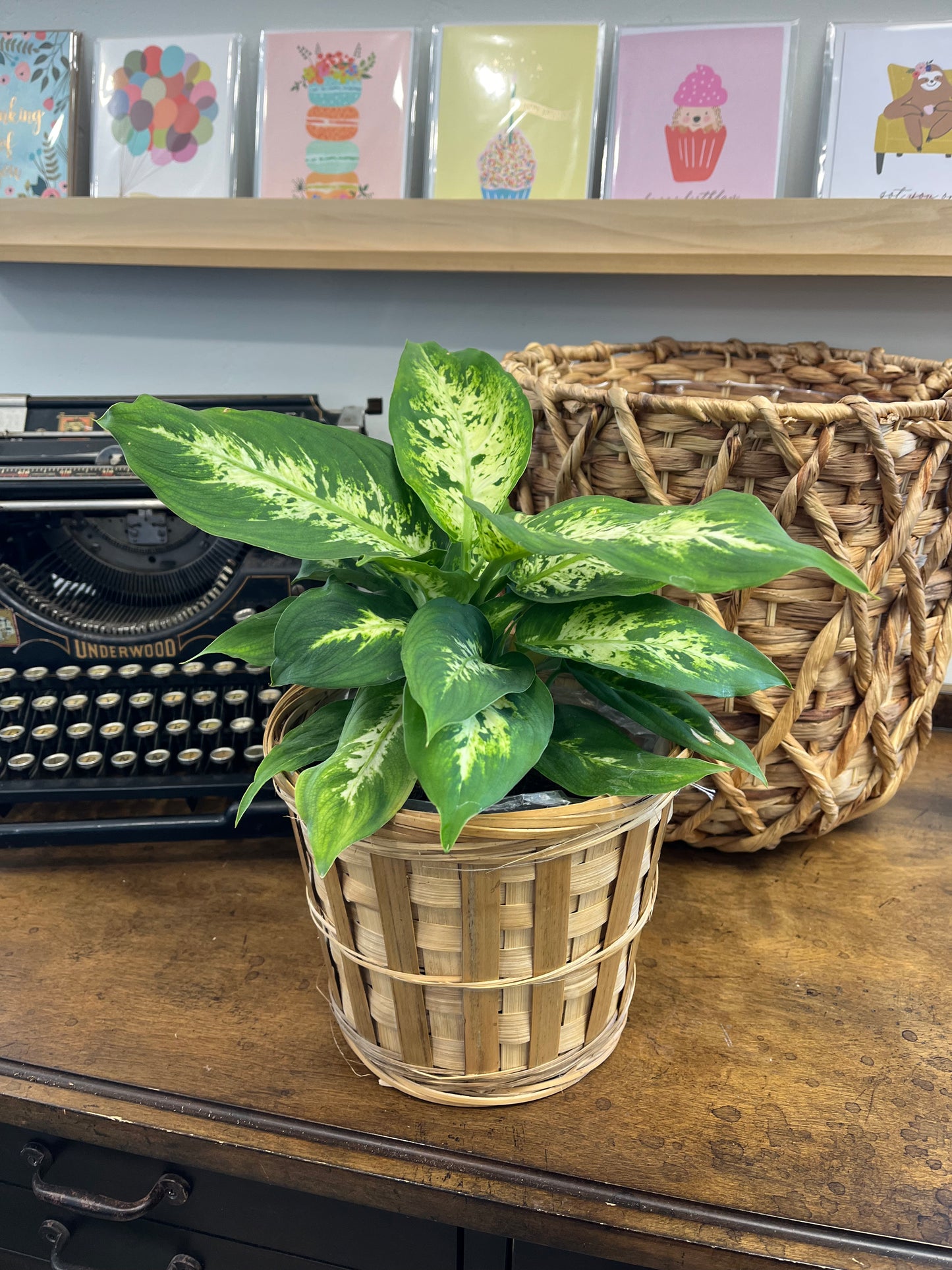 Dieffenbachia Basket